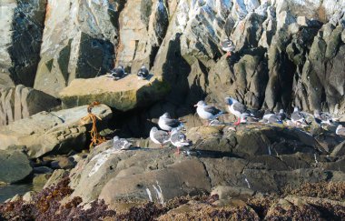 Beagle Channel, Ushuaia, Patagonya, Arjantin, Güney Amerika 'nın Rocky Adası' nda güneşlenen martı sürüsü