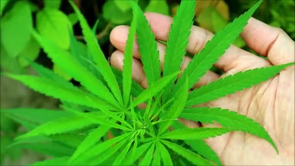 Beelden Van Levendige Groene Cannabisbladeren Opgegroeid Als Woonplant — Stockvideo
