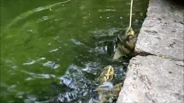 Nagranie Happy Turtles Będąc Karmione Banana Chunks — Wideo stockowe