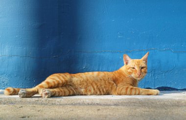 Arka planda Mavi Duvar ile güneşlenen Altın Kahverengi Kedi 'ye yakın çekim