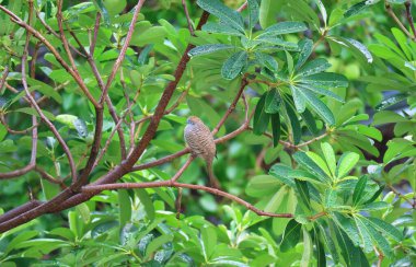 Uykulu Vahşi Zebra Güvercini Yağmurdan sonra yeşil yaprakların arasına tünedi