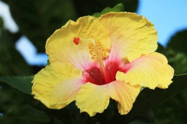 Paskalya Adası, Şili, Güney Amerika 'da bulunan çarpıcı sarı Hibiscus' un yakın çekimi