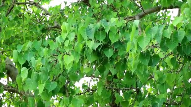 Filmagem Lush Bodhi Tree Foliage Vento Suave — Vídeo de Stock