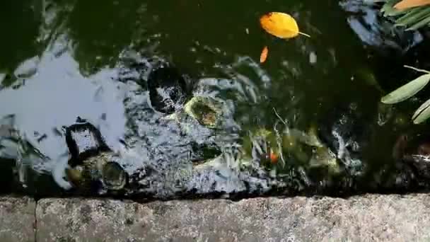 Nagranie Bale Hungry Turtles Being Feed Dojrzałe Chunks Papaya — Wideo stockowe