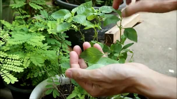 采摘盆栽中甜罗勒叶作菜用的手的图像 — 图库视频影像