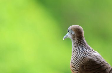 Closeup of a wild Zebra Dove perching in the garden with blurred bright green foliage in the backdrop clipart