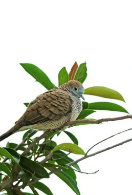 Beautiful Wild Zebra Dove Relaxing on a Tree Branch clipart