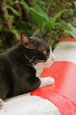 Closeup of a Cute Tuxedo Cat Relaxing at the Front Yard clipart
