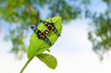 Bir çift cam kanat kelebeği Yeşil ağaç yaprağında çiftleşiyor.