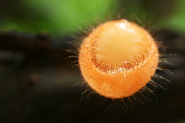 Çürümüş Bir Kütükte Büyüyen İnanılmaz Tüylü Tropikal Kupa Mantarının Yakın Çekimi