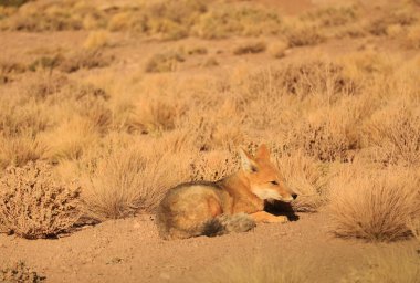 Adorable Andean Fox Sunbathing in the Ichu Grass Field of Atacama Desert, Los Flamencos National Reserve, Northern Chile, South America clipart