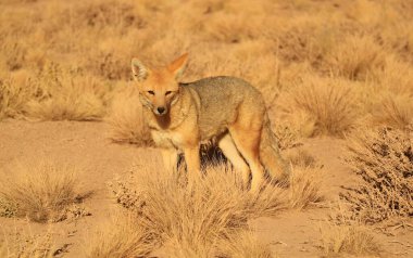 Zorro Culpeo ya da Andean Fox 'un yakın çekimi Los Flamencos Ulusal Rezervi, Kuzey Şili, Güney Amerika' daki Şili Altiplano 'da bulundu.