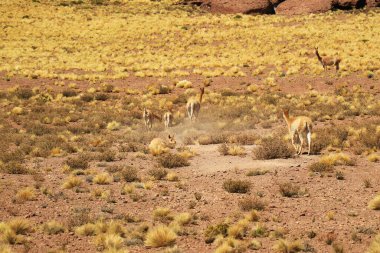 Herd of Wild Vicunas Grazing on Ichu Grass Field of Los Flamencos National Reserve in Antofagasta Region of Northern Chile, South America clipart