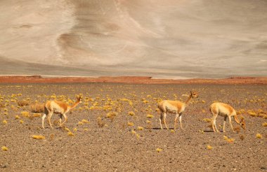 Three of Wild Vicunas Grazing on the Arid Desert of Los Flamencos National Reserve in Northern Chile, South America clipart