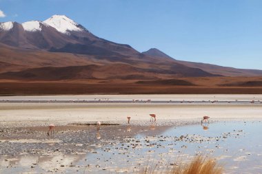 Laguna Hedionda 'da otlayan Pembe Flamingo Kolonisi, Bolivya Altiplano' da Saline Gölü, Arkaplan Karlı Dağ, Bolivya, Güney Amerika