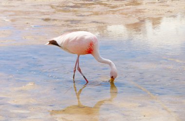 Bolivya Altiplano, Potosi, Bolivya, Güney Amerika 'daki Laguna Hedionda Gölü' nün sığ tuzlu suyunda otlayan pembe flamingo.