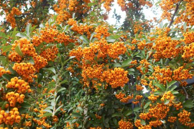 Firethorn veya Pyracantha 'nın Turuncu Çilekleri