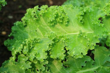 Bir serada büyüyen su damlacıklarıyla Genç Kıvırcık Kale 'nin yakın çekimi