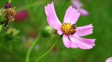 Küçük Arı Nektarı Toplayan Muhteşem Pembe Kozmos 'un Görüntüsü