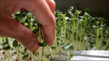 Hidrofonik Daikon Mikro Yeşiller Yenilebilir Ev Olarak Yetiştiriliyor