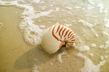 Doğal Nautilus Deniz Kabuğu 'nun Kapanışı Kum Kumsalı' nda Deniz Köpükleri ile İzole Edildi