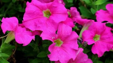 Tarlada Çiçek Açan Ateşli Pembe Petunyalar Çekimi