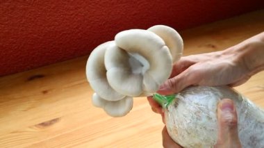 Gri İstiridye Mantarları ya da Hiratake Yetiştirilmiş Ev Bitkisi Görüntüleri