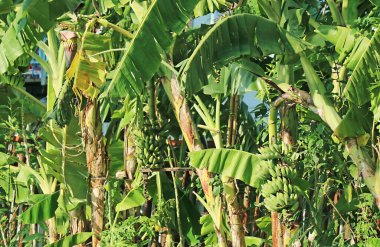 Olgunlaşmamış Meyveli Tropikal Muz Ağaçları