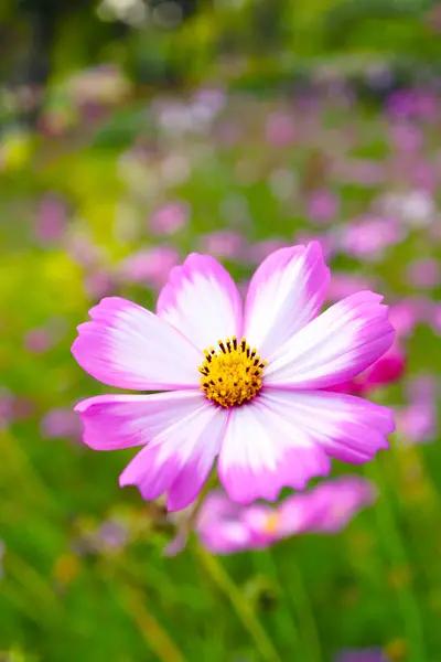 Stock image Closeup of a Stunning Bicolor Mexican Aster or Garden Cosmos