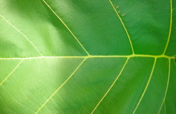 stock image Texture and Pattern of Vibrant Green Teak Tree Leaf in the Sunlight