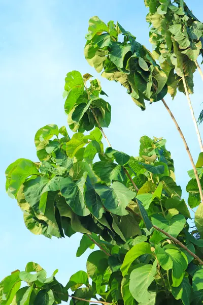 stock image Vibrant Green Teak Tree Foliage in the Sunlight