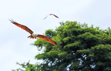 Closeup of a Red Hawk or Brahminy Kite Flying over Welu River in Bang Chan, Chanthaburi, Thailand clipart