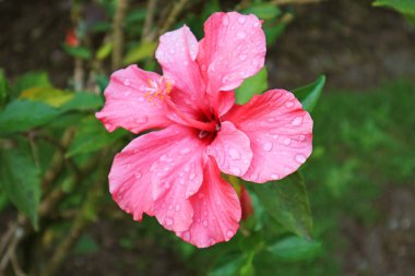 Yağmurdan sonra su damlacıklarıyla açan parlak pembe başörtüsü