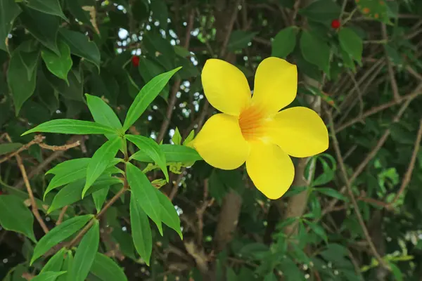 stock image Eye-catching Yellow Allamanda Cathartica or Golden Trumpet Blooming in the Garden
