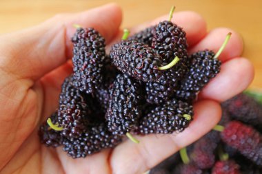 Closeup of Heap of Fresh Ripe Mulberry Fruits in Hand clipart