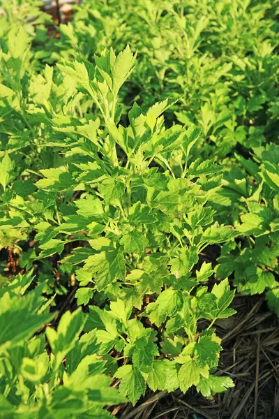 stock image White Mugwort or Artemisia Plant Growing in the Home-garden