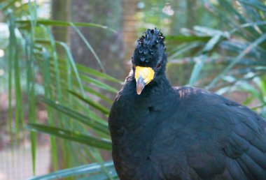 Foz do Iguassu Kuş Parkı, Brezilya, Güney Amerika 'da Siyah Curassow ya da Crax Alector' a yakın çekim