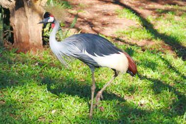 Muhteşem Gri Taç Giyen Turna Kuşu Foz do Iguacu, Brezilya, Güney Amerika