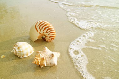 Sahilde Sahilde Güzel Doğal Deniz Kabukları Grubu