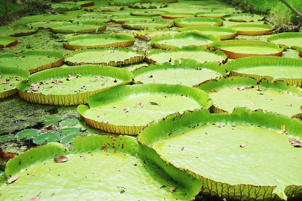 Victoria Amazonica 'nın Büyük Su Zambakları Grubu Ördek Yosunu kaplı Gölette