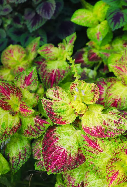 stock image Closeup of Vibrant Green and Magenta Variegated Leaves of Coleus Plant