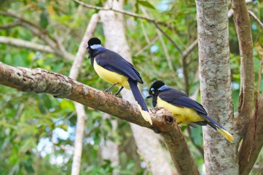 Iguazu Şelaleleri Ulusal Park Yağmur Ormanı, Puerto Iguazu, Arjantin, Güney Amerika 'da Ağaca tüneyen Plush-ibikli Jay Kuşları