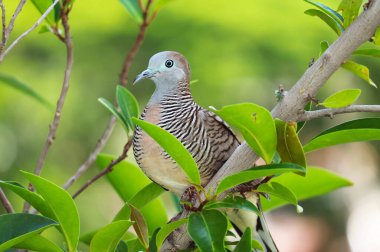 Bir ağaç dalına tüneyen Güzel, Vahşi Zebra Güvercini