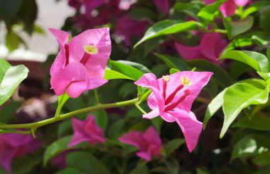 Ağaçta bir çift Güzel Pembe Bougainvillea Glabra Çiçeği