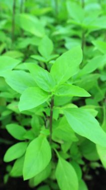 Tayland Basil Bitkisinin Bahçede Parlayan Görüntüsü