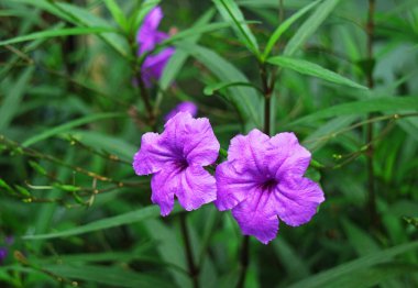 Tarlada Canlı Mor Patlayan Kapsül Çiçeklerinin Yakın Çekimi