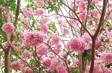 Beautiful Inflorescences of Rosy Trumpet Tree Flowers or Tabebuia Rosea clipart