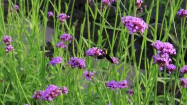 Bir Arı Nektarı Toplayan Verbena Bonariensis Görüntüsü