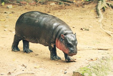 Adorable Baby Pygmy Hippo with Pinkish Cheek clipart