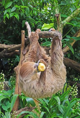 İki parmaklı tembel hayvan ağaç dalından baş aşağı sarkmış mısır yiyor.
